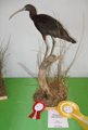 2010-plegadis